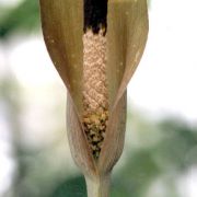 Image of Amorphophallus aberrans  Hetterscheid.