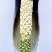 Image of Amorphophallus aberrans  Hetterscheid.