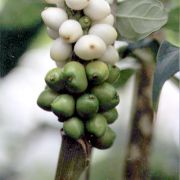 Image of Amorphophallus aberrans  Hetterscheid.