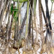 Image of Amorphophallus aberrans  Hetterscheid.