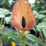 Image of Amorphophallus abyssinicus  (Rich.) N. E. Br..