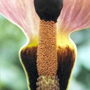 Image of Amorphophallus abyssinicus  (Rich.) N. E. Br..