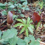 Image of Amorphophallus abyssinicus  (Rich.) N. E. Br..