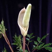 Image of Amorphophallus albispathus  Hett..