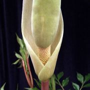 Image of Amorphophallus albispathus  Hett..