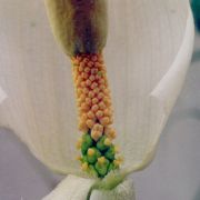 Image of Amorphophallus albispathus  Hett..