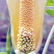 Image of Amorphophallus albus  Liu & Wei.