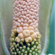 Image of Amorphophallus albus  Liu & Wei.