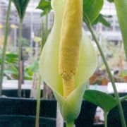 Image of Amorphophallus albus  Liu & Wei.