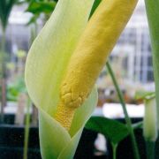 Image of Amorphophallus albus  Liu & Wei.