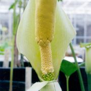 Image of Amorphophallus albus  Liu & Wei.