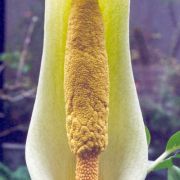 Image of Amorphophallus albus  Liu & Wei.