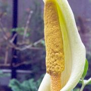 Image of Amorphophallus albus  Liu & Wei.