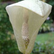 Image of Amorphophallus amygdaloides  Hett. & M. Sizemore.