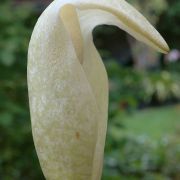 Image of Amorphophallus amygdaloides  Hett. & M. Sizemore.