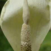 Image of Amorphophallus amygdaloides  Hett. & M. Sizemore.