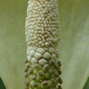 Image of Amorphophallus amygdaloides  Hett. & M. Sizemore.