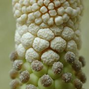 Image of Amorphophallus amygdaloides  Hett. & M. Sizemore.