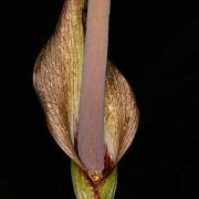 Image of Amorphophallus andranogidroensis  Hett. & Mangelsdorff.