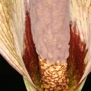 Image of Amorphophallus andranogidroensis  Hett. & Mangelsdorff.