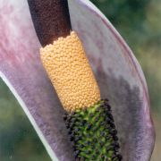 Image of Amorphophallus angolensis  (Welw. ex Schott) N.E. Br..