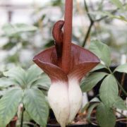 Image of Amorphophallus angolensis  (Welw. ex Schott) N.E. Br..