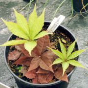 Image of Amorphophallus angulatus  Hett. & A. Vogel.