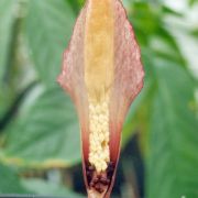 Image of Amorphophallus angulatus  Hett. & A. Vogel.