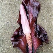 Image of Amorphophallus angulatus  Hett. & A. Vogel.