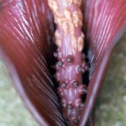 Image of Amorphophallus angulatus  Hett. & A. Vogel.