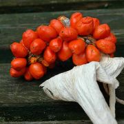 Image of Amorphophallus angustispathus  Hett..