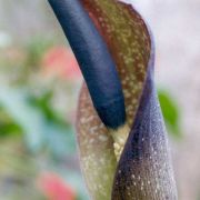 Image of Amorphophallus angustispathus  Hett..