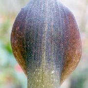 Image of Amorphophallus angustispathus  Hett..