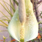 Image of Amorphophallus angustispathus  Hett..