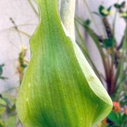 Image of Amorphophallus angustispathus  Hett..