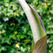 Image of Amorphophallus angustispathus  Hett..