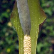 Image of Amorphophallus angustispathus  Hett..