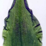 Image of Amorphophallus angustispathus  Hett..