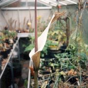 Image of Amorphophallus ankarana  Hett..