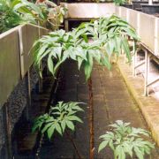 Image of Amorphophallus ankarana  Hett..