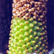 Image of Amorphophallus ankarana  Hett..