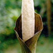 Image of Amorphophallus annulifer  Hett..