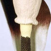 Image of Amorphophallus annulifer  Hett..