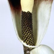 Image of Amorphophallus annulifer  Hett..