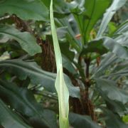 Image of Amorphophallus antsingyensis  Bogner, Hett. & Ittenb..