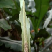 Image of Amorphophallus antsingyensis  Bogner, Hett. & Ittenb..