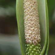 Image of Amorphophallus antsingyensis  Bogner, Hett. & Ittenb..