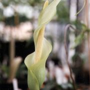 Image of Amorphophallus antsingyensis  Bogner, Hett. & Ittenb..