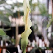 Image of Amorphophallus antsingyensis  Bogner, Hett. & Ittenb..