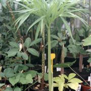 Image of Amorphophallus aphyllus  (Hook.) Hutch..